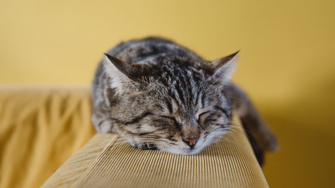 ソファの上で寝る猫